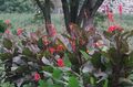 Thumbnail for version as of 10:45, 19 September 2021
