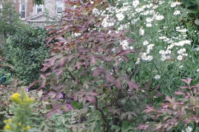 File:IMGP2333.JPG