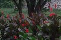 Thumbnail for version as of 10:45, 19 September 2021